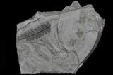 Fern (Neuropteris) Fossil & Bivalve - Kinney Quarry, NM #80431-1